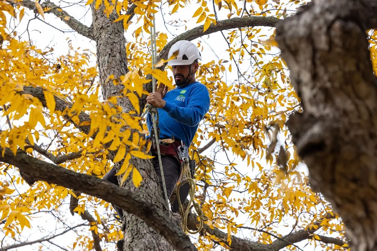 Skilled Emergency Tree Service crew working in Logan